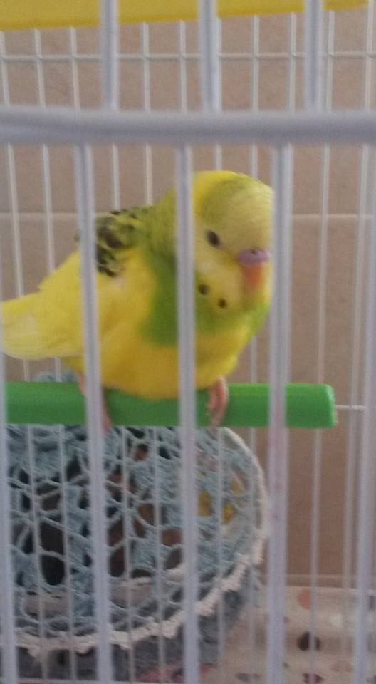 Presento i miei coco...
